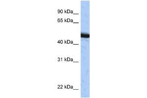 Western Blotting (WB) image for anti-Speckle-Type POZ Protein (SPOP-B) antibody (ABIN2459398)