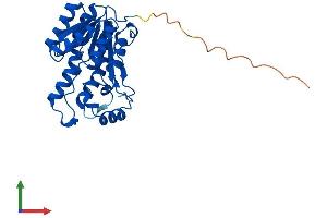 AlphaFold protein structure predicition of Mouse Recombinant Dhrs4 Protein, UniprotID Q99LB2 (DHRS4 Protein (AA 1-279) (His tag))