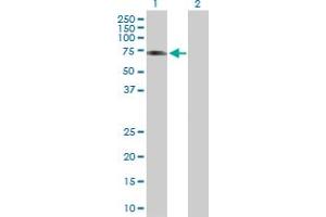 Western Blot analysis of ICA1L expression in transfected 293T cell line by ICA1L MaxPab polyclonal antibody. (ICA1L 抗体  (AA 1-482))