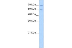 Western Blotting (WB) image for anti-phosphodiesterase 9A (PDE9A) antibody (ABIN2462897) (PDE9A 抗体)
