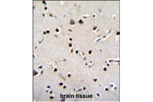 LRRC46 Antibody (N-term) (ABIN655306 and ABIN2844888) immunohistochemistry analysis in formalin fixed and paraffin embedded human brain tissue followed by peroxidase conjugation of the secondary antibody and DAB staining. (LRRC46 抗体  (N-Term))