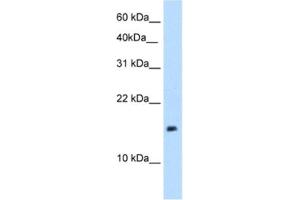 Western Blotting (WB) image for anti-P Antigen Family, Member 1 (Prostate Associated) (PAGE1) antibody (ABIN2462936)