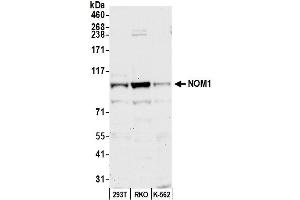 anti-Nucleolar Protein with MIF4G Domain 1 (NOM1) (AA 200-250) antibody