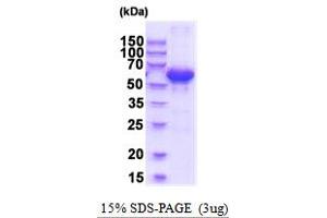 SDS-PAGE (SDS) image for Sulfite Oxidase (SUOX) (AA 80-545) protein (His tag) (ABIN5854151)