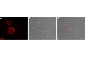 Expression of nAChRα7 in rat PC12 cells - Cell surface detection of nAChRα7 in live intact rat PC12 pheochromocytoma cells.
