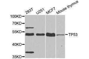 Western blot analysis of extracts of various cell lines, using TP53 antibody (ABIN5999084) at 1/1000 dilution. (p53 抗体)