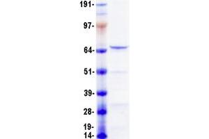 Western Blotting (WB) image for Neurofilament, Light Polypeptide (NEFL) protein (Myc-DYKDDDDK Tag) (ABIN2727131)