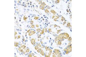 Immunohistochemistry of paraffin-embedded human stomach using EDIL3 antibody (ABIN6130999, ABIN6139930, ABIN6139932 and ABIN6217370) at dilution of 1:100 (40x lens). (EDIL3 抗体  (AA 250-480))