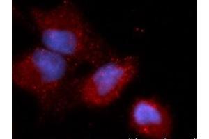Immunofluorescence (IF) image for anti-Calcium and Integrin-Binding Protein 1 (CIB1) (AA 1-191) antibody (APC) (ABIN5564730) (CIB1 抗体  (AA 1-191) (APC))