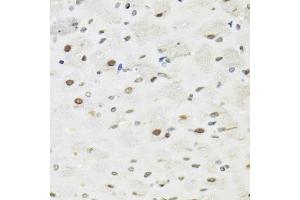 Immunohistochemistry of paraffin-embedded rat brain using SFPQ antibody (ABIN5970351) at dilution of 1/100 (40x lens). (SFPQ 抗体)