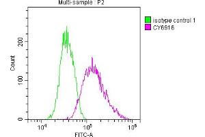 Overlay histogram showing Jurkat cells stained with ABIN7127580 (red line) at 1:50. (Recombinant IRAK4 抗体)