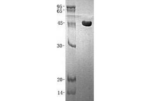 Western Blotting (WB) image for Annexin A7 (ANXA7) (Transcript Variant 1) protein (His tag) (ABIN2714748)