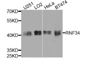 Western blot analysis of extracts of various cell lines, using RNF34 antibody. (RNF34 抗体  (AA 1-220))