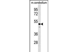 STBP Antibody (C-term) (ABIN656627 and ABIN2845873) western blot analysis in mouse cerebellum tissue lysates (35 μg/lane). (STAMBP 抗体  (C-Term))