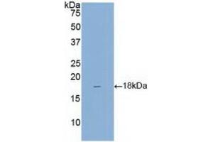 Detection of Recombinant REG3g, Mouse using Polyclonal Antibody to Regenerating Islet Derived Protein 3 Gamma (REG3g) (REG3g 抗体  (AA 45-152))