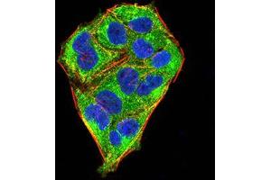 Immunofluorescence analysis of Hela cells using MECP2 mouse mAb (green). (MECP2 抗体  (AA 7-148))