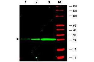 Western Blot of monoclonal anti-GFP antibody. (GFP 抗体  (GFP tag))