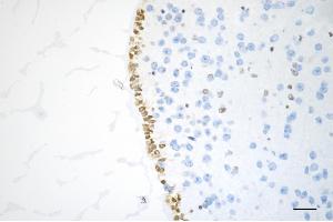 Immunohistochemistry was performed on paraffin-embedded mouse brain using PTBP1 antibody (ABIN7799882), 1:200).