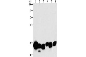 Western Blotting (WB) image for anti-Carbonyl Reductase 1 (CBR1) antibody (ABIN2429509) (CBR1 抗体)