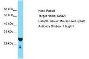 Image no. 1 for anti-Mediator Complex Subunit 29 (MED29) (AA 98-147) antibody (ABIN6749907) (MED29 抗体  (AA 98-147))