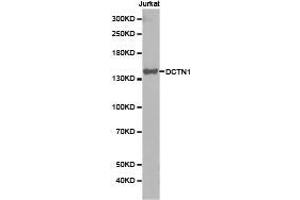 Western Blotting (WB) image for anti-Dynactin 1 (DCTN1) antibody (ABIN1872213) (Dynactin 1 抗体)