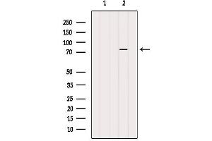 PARP2 抗体  (Internal Region)