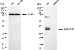 Western blotting analysis using HNRNPA0 antibody (ABIN7798893).
