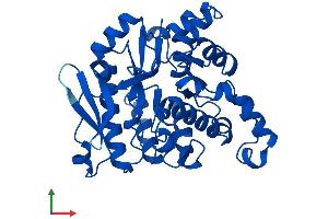 Protein Structure (PS) image for Aminocarboxymuconate Semialdehyde Decarboxylase (ACMSD) (AA 1-336) protein (His tag) (ABIN7559773)