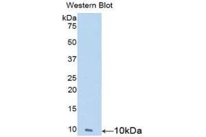 Western Blotting (WB) image for anti-Nesfatin-1 (NES1) (AA 25-106) antibody (ABIN1859986) (NUCB2 抗体  (AA 25-106))