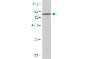 Western Blotting (WB) image for anti-Karyopherin alpha 1 (Importin alpha 5) (KPNA1) (AA 1-538) antibody (ABIN561613)
