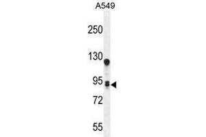 TM168 Antibody (C-term) western blot analysis in A549 cell line lysates (35 µg/lane). (TMEM168 抗体  (C-Term))