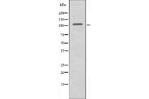 Western blot analysis of extracts from HeLa cells using Actin α-2/3 antibody. (ACTN3 抗体  (N-Term))