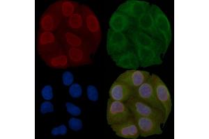 Lamin A/C Mouse Monoclonal Antibody staining Hela cells by IF/ICC.