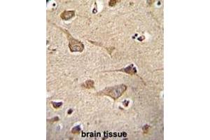 KSR2 Antibody (C-term) immunohistochemistry analysis in formalin fixed and paraffin embedded human brain tissue followed by peroxidase conjugation of the secondary antibody and DAB staining. (KSR2 抗体  (C-Term))