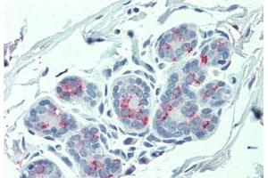 Immunohistochemistry (Formalin/PFA-fixed paraffin-embedded sections) of human breast tissue with ITGA6 polyclonal antibody . (ITGA6 抗体  (Internal Region))