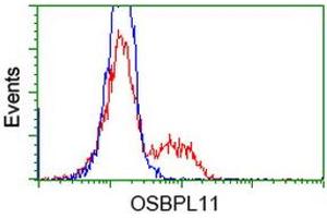 HEK293T cells transfected with either RC209418 overexpress plasmid (Red) or empty vector control plasmid (Blue) were immunostained by anti-OSBPL11 antibody (ABIN2453404), and then analyzed by flow cytometry. (OSBPL11 抗体)