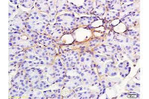 Formalin-fixed and paraffin embedded rat pancreas labeled with Anti-RAP1GAP Polyclonal Antibody, Unconjugated (ABIN681673) at 1:200 followed by conjugation to the secondary antibody and DAB staining (RAP1GAP 抗体  (AA 451-550))