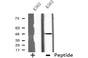 Western blot analysis of extracts from K562 cells, using GCNT7 antibody. (GCNT7 抗体  (Internal Region))