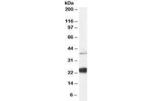 Western blot testing of human HeLa cell lysate and NIP antibody at 0. (DUOXA1 抗体)