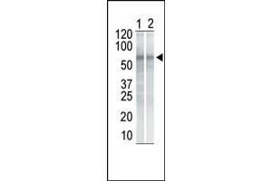 The anti-CHK1 Mab (ABIN387806 and ABIN2843900) is used in Western blot to detect CHK1 in NIH/3T3 cell lysate (Lane 1) and K562 cell lysate (Lane 2). (CHEK1 抗体)