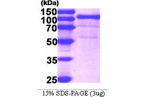 Heat Shock Protein 90kDa beta (Grp94), Member 1 (HSP90B1) (AA 22-803) protein (His tag)
