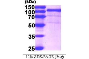 SDS-PAGE (SDS) image for Heat Shock Protein 90kDa beta (Grp94), Member 1 (HSP90B1) (AA 22-803) protein (His tag) (ABIN668042) (GRP94 Protein (AA 22-803) (His tag))