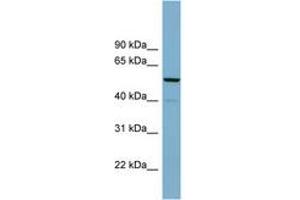Image no. 1 for anti-CDK5 Regulatory Subunit Associated Protein 1 (CDK5RAP1) (AA 92-141) antibody (ABIN6742000)
