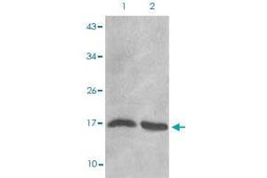 Western blot analysis of Lane 1: C6 cells, Lane 2: Hela cells with HIST1H3D (Di-methyl-K27) polyclonal antibody  at 1:500-1:1000 dilution.