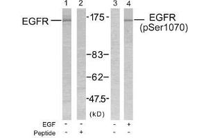 Western blot analysis of extract from SK-OV3 cells untreated or treated with EGF using EGFR (Ab-1070) antibody (E021073, Lane 1 and 2) and EGFR (phospho- Ser1070) antibody (E011080, Lane 3 and 4). (EGFR 抗体  (pSer1070))