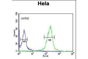 CLIP1 Antibody (N-term) (ABIN652897 and ABIN2842579) flow cytometric analysis of Hela cells (right histogram) compared to a negative control cell (left histogram). (CLIP1 抗体  (N-Term))