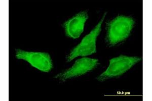 Immunofluorescence of purified MaxPab antibody to EEF1G on HeLa cell. (EEF1G 抗体  (AA 1-437))