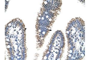 PRODH2 antibody was used for immunohistochemistry at a concentration of 4-8 ug/ml to stain Epithelial cells of intestinal villus (arrows) in Human Intestine. (PRODH2 抗体)