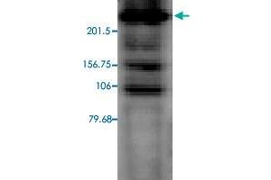 Western blot analysis in CACH2C transfected CHO cell lysate with CACH2C monoclonal antibody, clone S57-46 . (CACH2C 抗体  (AA 1507-1733))