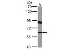 Image no. 2 for anti-G1 To S Phase Transition 1 (GSPT1) (AA 1-637) antibody (ABIN1498536) (GSPT1 抗体  (AA 1-637))